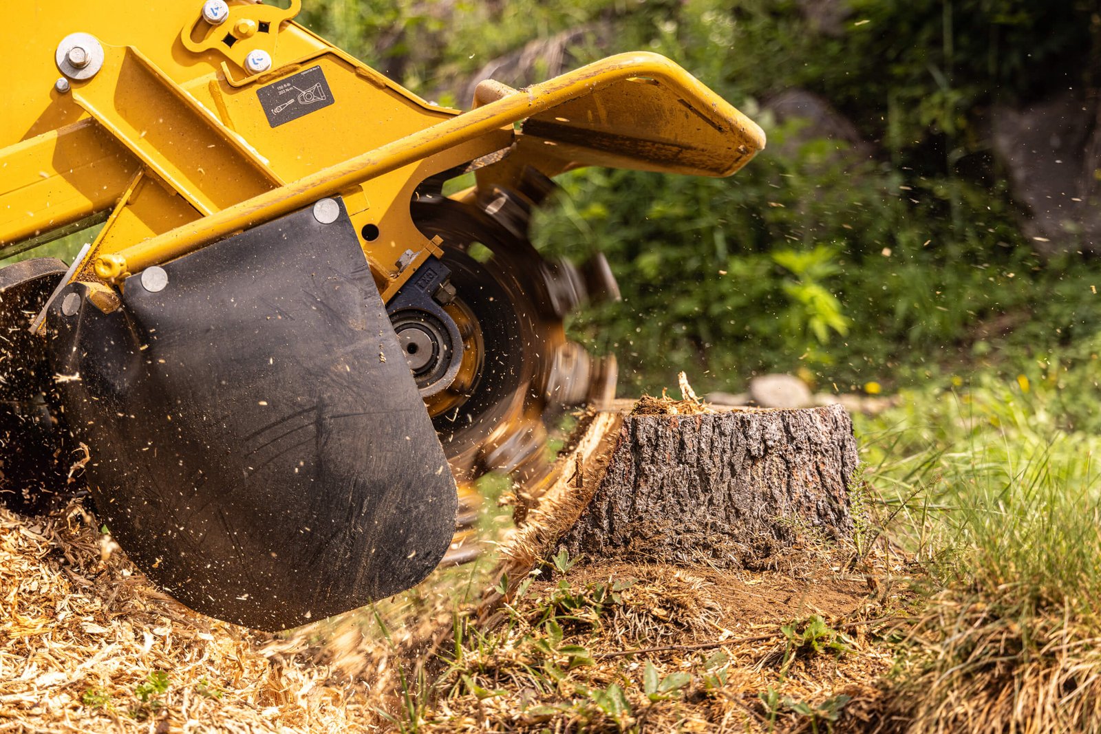 Professional stump grinding service